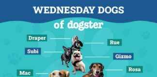 Wednesday Dogs: Burrowing, Sniffing & Dead Things – Dogster’s Favorites wednesday-dogs-burrowing-sniffing-dead-things-dogsters-favorites