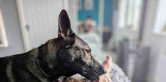 Why Do Dogs Like Licking Feet? Understanding the Attraction and Normal Behavior why-do-dogs-like-licking-feet-understanding-the-attraction-and-normal-behavior