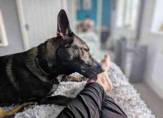 Why Do Dogs Like Licking Feet? Understanding the Attraction and Normal Behavior why-do-dogs-like-licking-feet-understanding-the-attraction-and-normal-behavior