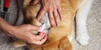 Winter Care: 10 Vet-Verified Tips to Prevent Dry, Itchy Skin in Dogs winter-care-10-vet-verified-tips-to-prevent-dry-tchy-skin-in-dogs