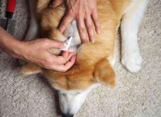 Winter Care: 10 Vet-Verified Tips to Prevent Dry, Itchy Skin in Dogs winter-care-10-vet-verified-tips-to-prevent-dry-tchy-skin-in-dogs