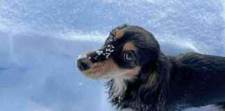 Winter Wienerland: A Snowy Adventure with Draper and Rue – Dogster winter-wienerland-a-snowy-adventure-with-draper-and-rue-dogster