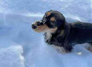 Winter Wienerland: A Snowy Adventure with Draper and Rue – Dogster winter-wienerland-a-snowy-adventure-with-draper-and-rue-dogster