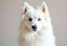 Adopt American Eskimo Dogs: Best Locations and Tips adopt-american-eskimo-dogs-best-locations-and-tips
