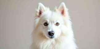 Adopt American Eskimo Dogs: Best Locations and Tips adopt-american-eskimo-dogs-best-locations-and-tips