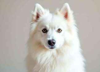 Adopt American Eskimo Dogs: Best Locations and Tips adopt-american-eskimo-dogs-best-locations-and-tips