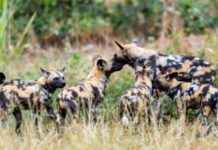African Wild Dog Conservation Updates: Current News & Developments african-wild-dog-conservation-updates-current-news-developments