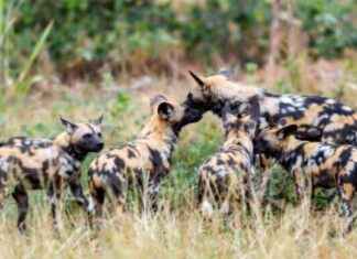 African Wild Dog Conservation Updates: Current News & Developments african-wild-dog-conservation-updates-current-news-developments