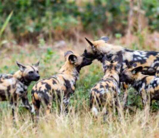 African Wild Dog Conservation Updates: Current News & Developments african-wild-dog-conservation-updates-current-news-developments