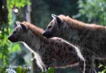 Are Hyenas Dogs? Learn from Our Vet – Dog Facts are-hyenas-dogs-learn-from-our-vet-dog-facts