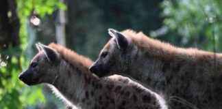 Are Hyenas Dogs? Learn from Our Vet – Dog Facts are-hyenas-dogs-learn-from-our-vet-dog-facts