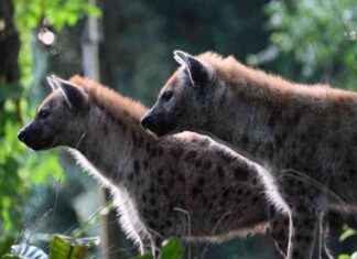 Are Hyenas Dogs? Learn from Our Vet – Dog Facts are-hyenas-dogs-learn-from-our-vet-dog-facts