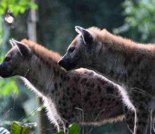 Are Hyenas Dogs? Learn from Our Vet – Dog Facts are-hyenas-dogs-learn-from-our-vet-dog-facts