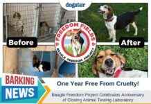 Beagle Freedom Project Marks One-Year Anniversary of Lab Closure beagle-freedom-project-marks-one-year-anniversary-of-lab-closure