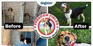 Beagle Freedom Project Marks One-Year Anniversary of Lab Closure beagle-freedom-project-marks-one-year-anniversary-of-lab-closure