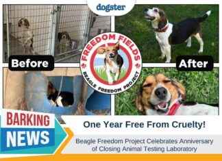 Beagle Freedom Project Marks One-Year Anniversary of Lab Closure beagle-freedom-project-marks-one-year-anniversary-of-lab-closure