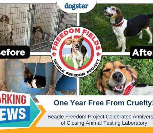 Beagle Freedom Project Marks One-Year Anniversary of Lab Closure beagle-freedom-project-marks-one-year-anniversary-of-lab-closure