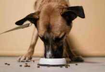 Best Dog Foods on Chewy: 2025 Reviews & Top Picks best-dog-foods-on-chewy-2025-reviews-top-picks