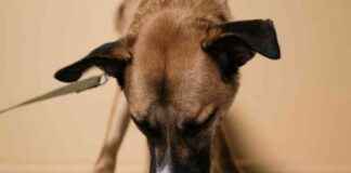 Best Dog Foods on Chewy: 2025 Reviews & Top Picks best-dog-foods-on-chewy-2025-reviews-top-picks