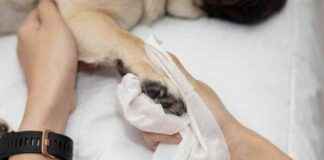 Best Dog Paw Wipes: Reviews & Top Picks 2025 best-dog-paw-wipes-reviews-top-picks-2025