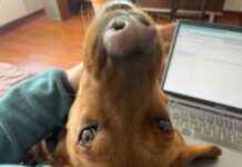 Building Trust with Rescue Dogs: Hela’s Inspiring Journey building-trust-with-rescue-dogs-helas-nspiring-journey