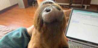 Building Trust with Rescue Dogs: Hela’s Inspiring Journey building-trust-with-rescue-dogs-helas-nspiring-journey