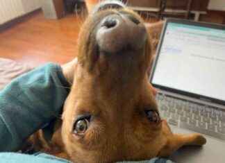 Building Trust with Rescue Dogs: Hela’s Inspiring Journey building-trust-with-rescue-dogs-helas-nspiring-journey