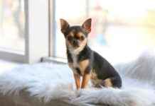 Chihuahua Intelligence: Vet-Approved Explanation – Dogster chihuahua-ntelligence-vet-approved-explanation-dogster