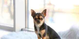 Chihuahua Intelligence: Vet-Approved Explanation – Dogster chihuahua-ntelligence-vet-approved-explanation-dogster