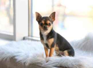 Chihuahua Intelligence: Vet-Approved Explanation – Dogster chihuahua-ntelligence-vet-approved-explanation-dogster