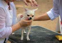Chihuahua Shedding: Vet-Verified Facts & Tips chihuahua-shedding-vet-verified-facts-tips