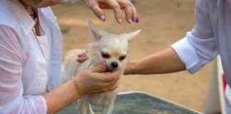 Chihuahua Shedding: Vet-Verified Facts & Tips chihuahua-shedding-vet-verified-facts-tips