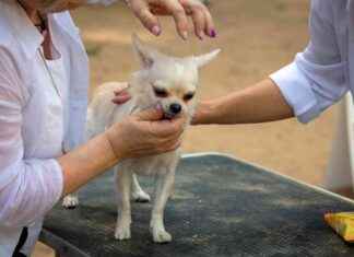 Chihuahua Shedding: Vet-Verified Facts & Tips chihuahua-shedding-vet-verified-facts-tips