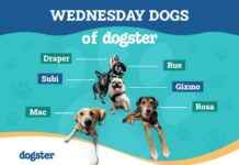 Choosing the Perfect Dog Name: Wednesday Dogs of Dogster choosing-the-perfect-dog-name-wednesday-dogs-of-dogster