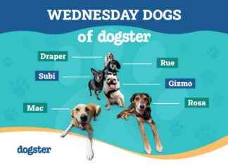 Choosing the Perfect Dog Name: Wednesday Dogs of Dogster choosing-the-perfect-dog-name-wednesday-dogs-of-dogster