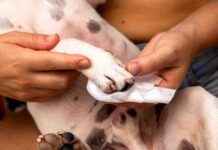 Cleaning Dog Paws: 8 Vet-Approved Steps for Paw Hygiene cleaning-dog-paws-8-vet-approved-steps-for-paw-hygiene