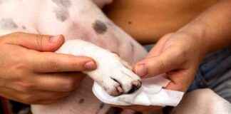 Cleaning Dog Paws: 8 Vet-Approved Steps for Paw Hygiene cleaning-dog-paws-8-vet-approved-steps-for-paw-hygiene