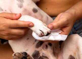 Cleaning Dog Paws: 8 Vet-Approved Steps for Paw Hygiene cleaning-dog-paws-8-vet-approved-steps-for-paw-hygiene