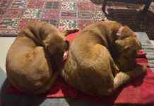 Common Health Issues in Dogs: A Comprehensive Guide common-health-ssues-in-dogs-a-comprehensive-guide