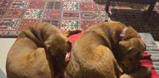 Common Health Issues in Dogs: A Comprehensive Guide common-health-ssues-in-dogs-a-comprehensive-guide