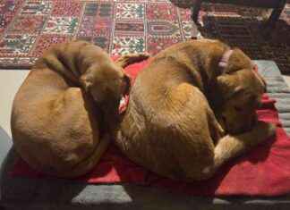 Common Health Issues in Dogs: A Comprehensive Guide common-health-ssues-in-dogs-a-comprehensive-guide