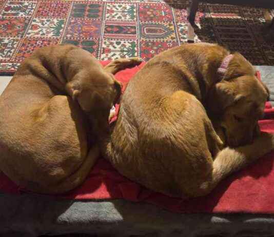 Common Health Issues in Dogs: A Comprehensive Guide common-health-ssues-in-dogs-a-comprehensive-guide