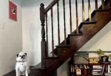 Conquering Stairs: Overcoming Dog Fears and Anxiety conquering-stairs-overcoming-dog-fears-and-anxiety