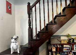 Conquering Stairs: Overcoming Dog Fears and Anxiety conquering-stairs-overcoming-dog-fears-and-anxiety
