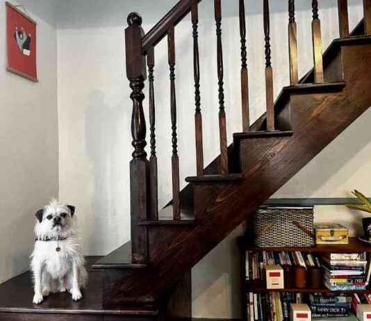Conquering Stairs: Overcoming Dog Fears and Anxiety conquering-stairs-overcoming-dog-fears-and-anxiety