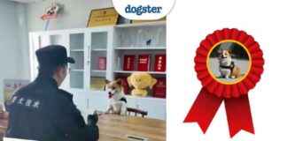 Corgi Police Dog Training Robbery Incident in China corgi-police-dog-training-robbery-ncident-in-china