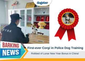 Corgi Police Dog Training Robbery Incident in China corgi-police-dog-training-robbery-ncident-in-china