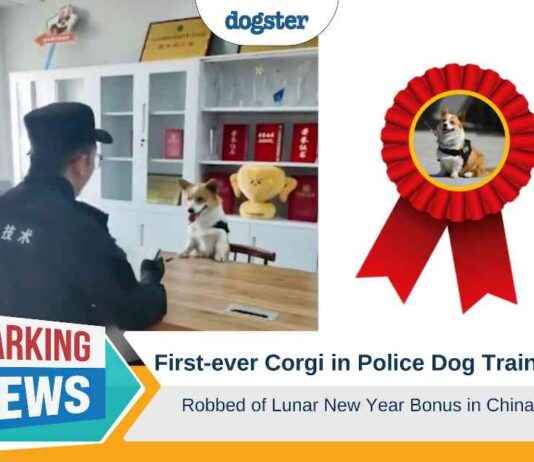 Corgi Police Dog Training Robbery Incident in China corgi-police-dog-training-robbery-ncident-in-china