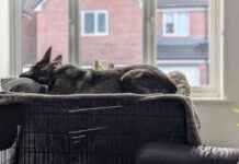 Cozy Dog Crates: Kodah’s Window Nap – Dogster cozy-dog-crates-kodahs-window-nap-dogster