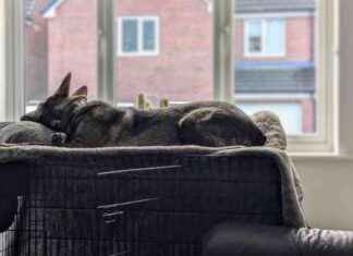Cozy Dog Crates: Kodah’s Window Nap – Dogster cozy-dog-crates-kodahs-window-nap-dogster
